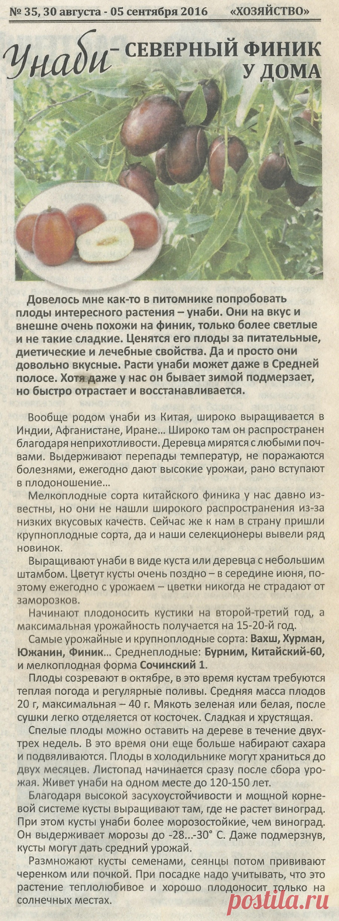 Унаби - северный финик у дома