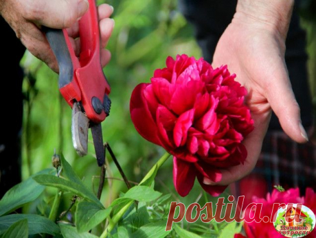 СЕКРЕТЫ УХОДА ЗА ДРЕНОВИДНЫМ ПИОНОМ
Когда лучше сажать древовидный пион?
Осенняя посадка желательна для растений с открытой корневой системой,
со второй половины августа до последних чисел сентября. В различных
регионах, сроки могут немного сдвигаться в зависимости от температурных
условий. Нетерпеливые цветоводы успешно высаживают саженцы пионов
весной, в мае месяце, когда на улице установятся теплые дни. Саженцы с
закрытыми корнями сажают на протяжении всего вегетацион...