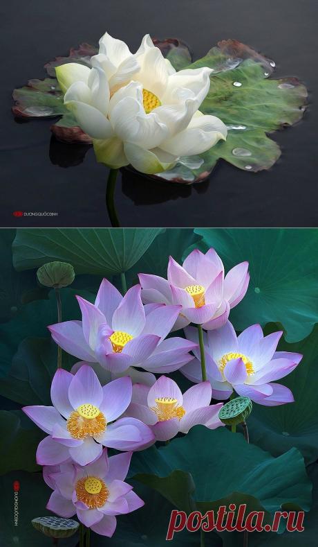 ЛОТОСЫ Дуонг Динь Куок Въетнам часть 1