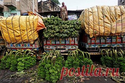В Эквадоре нашли пути сбыта не проданных России бананов. В Эквадоре нашли пути сбыта бананов, которые отказались покупать в России. Непроданные товары будут поставлять в КНР — благодаря подписанному соглашению о свободной торговле отгрузки плодовой продукции в КНР вырастут на 50 процентов, сообщила ассоциация экспортеров бананов Эквадора AEBE.
