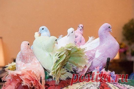 ........Необыкновенно красивые голуби) создал же бог такую красоту))))...оцените......................