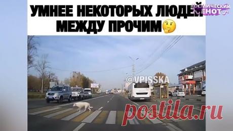 20 МИНУТ ОТБОРНЫХ ПРИКОЛОВ | ЛУЧШИЕ ПРИКОЛЫ НОЯБРЬ 2020 ржака до слез угар прикол - ПРИКОЛЮХА