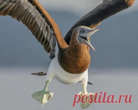 Комедийные снимки