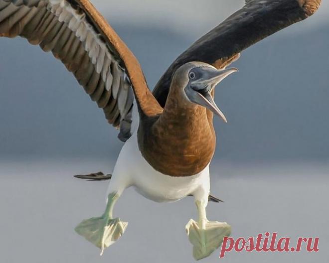 Комедийные снимки