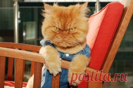 Рыжий перс Garfi