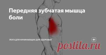 Передняя зубчатая мышца боли Статья автора «Йога для начинающих для здоровья» в Дзене ✍:  Триггерные точки передней зубчатой мышцы являются источником боли и функциональных нарушений в плечевом поясе и верхней части спины,...