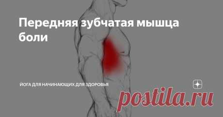 Передняя зубчатая мышца боли Статья автора «Йога для начинающих для здоровья» в Дзене ✍:  Триггерные точки передней зубчатой мышцы являются источником боли и функциональных нарушений в плечевом поясе и верхней части спины,...