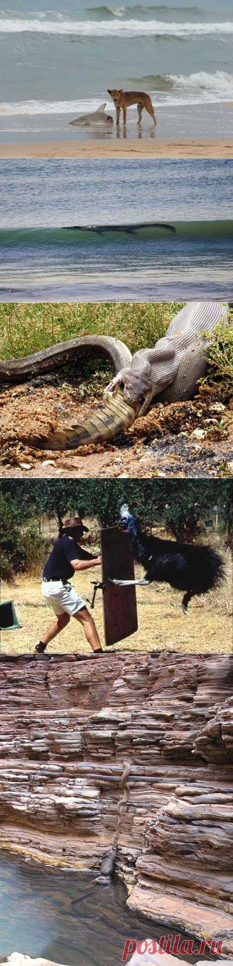 Австралия – смертельный континент