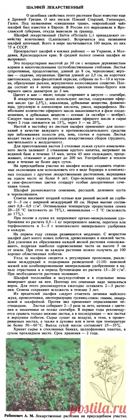 Шалфей лекарственный