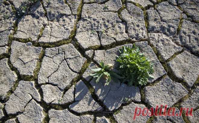 Bloomberg предупредил об угрозе дефицита пшеницы из-за засухи в Канаде. По данным Минсельхоза Канады, с сентября 2022-го на участки ключевых агро-регионов выпало менее 60% от среднего количества осадков. Bloomberg отмечает, что из-за засухи глобальные рынки могут столкнуться с дефицитом пшеницы