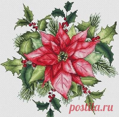 Пуансеттия.