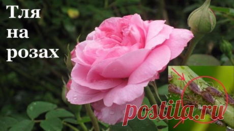 Йод и молоко прогнали тлю с моих роз
Тля, пожалуй, самый отвратительный и живучий вредитель, который может поселиться в вашем саду. Вроде бы вот, расправились с ней, и в саду красота. Но через неделю глядишь, а тля как будто никуда и не пропадала. Все так же сидит на листьях роз и кустарников, и портит внешний вид растений.
Я нашла и тле управу. Для борьбы с ней вам понадобятся: распылитель или 2-литровая бутылка, шприц, 100 мл молока и пузырек йода. В распылитель наберите 1 л воды. В шприц на