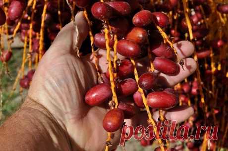 Продукт № 1 в мире от сердечного приступа, гипертонии, инсульта и холестерина!
Финики являются одним из самых полезных продуктов на планете, и они 
содержат множество здоровых компонентов, которые могут лечить различные 
проблемы со здоровьем, в том числе высокий уровень холестерина, инсульт, 
сердечные приступы и гипертонию.