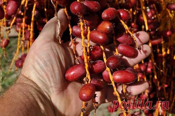 Продукт № 1 в мире от сердечного приступа, гипертонии, инсульта и холестерина!
Финики являются одним из самых полезных продуктов на планете, и они 
содержат множество здоровых компонентов, которые могут лечить различные 
проблемы со здоровьем, в том числе высокий уровень холестерина, инсульт, 
сердечные приступы и гипертонию.