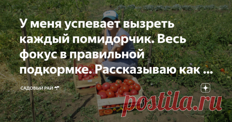 У меня успевает вызреть каждый помидорчик. Весь фокус в правильной подкормке. Рассказываю как и чем удобряю  1. В начале июня, когда еще стоит жара, готовлю раствор: на ведро воды беру 1 л навозной жижи, 1 стакан золы и 1 ст. ложку суперфосфата. Все это размешиваю и поливаю раствором все помидоры.
  2. Через 2 недели после первой подкормки делаю вторую. На ведро воды кладу 1 стакан древесной золы, половину стакана нитрофоски, 1 ст. ложка мочевины. Поливаю.
3. После того как помидоры начинают о…