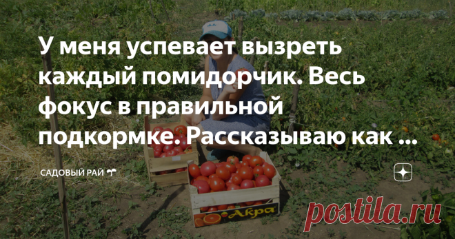 У меня успевает вызреть каждый помидорчик. Весь фокус в правильной подкормке. Рассказываю как и чем удобряю  1. В начале июня, когда еще стоит жара, готовлю раствор: на ведро воды беру 1 л навозной жижи, 1 стакан золы и 1 ст. ложку суперфосфата. Все это размешиваю и поливаю раствором все помидоры.
  2. Через 2 недели после первой подкормки делаю вторую. На ведро воды кладу 1 стакан древесной золы, половину стакана нитрофоски, 1 ст. ложка мочевины. Поливаю.
3. После того как помидоры начинают о…
