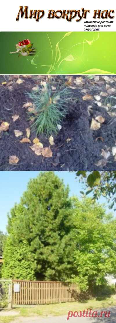 Как посадить кедр |