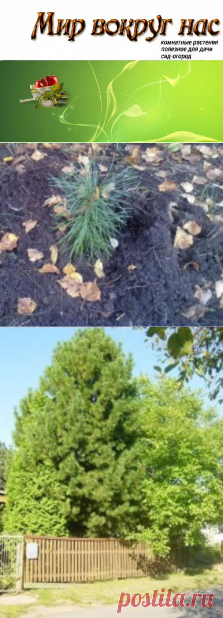 Как посадить кедр |