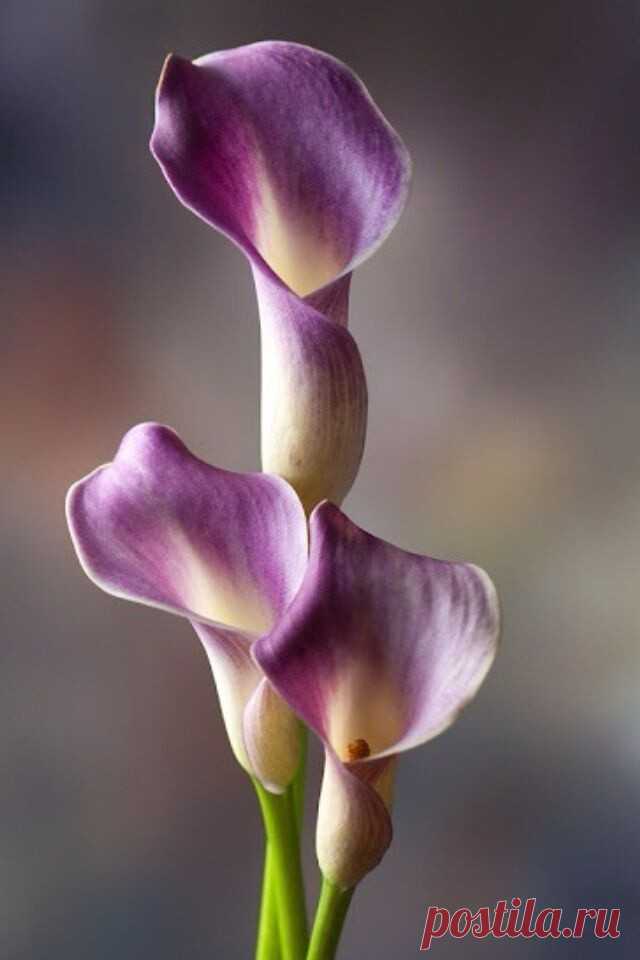 i (640×960)