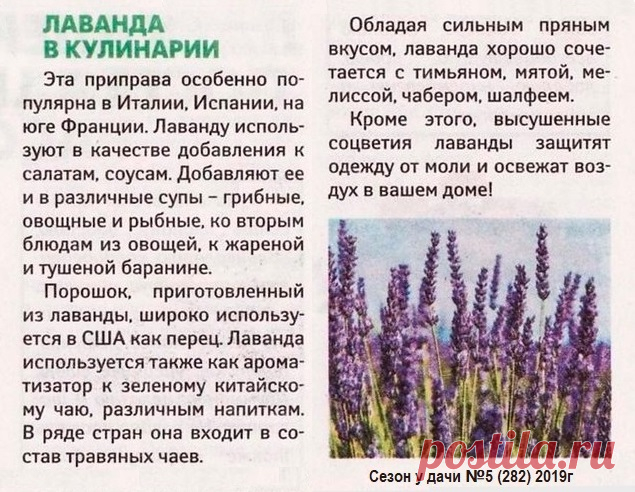 Лаванда в кулинарии