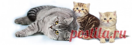 ПРО МУРКУ...