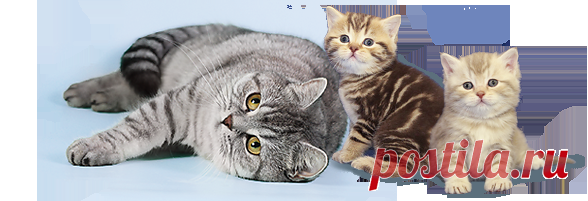 ПРО МУРКУ...