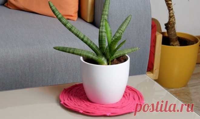 После такого не выбросишь ни тряпочки: семь лайфхаков для старой одежды В наше время уже не принято хранить старые вещи, штопать их и перешивать. Но не спешите выбрасывать старые вещи: зная несколько простых трюков, из старой одежды можно сделать много красивых и полезных вещей...