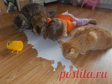 Кот (Котофул комьюнити): - cherepaschuk@mail.ru - Почта Mail.Ru