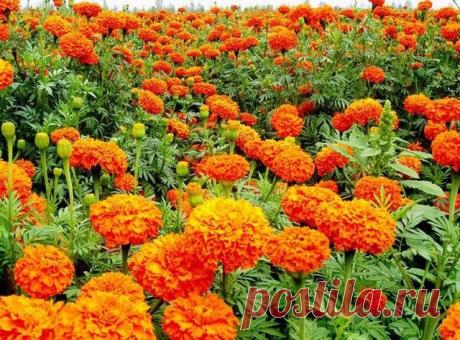 БАРХАТЦЫ СЕЕМ ВЕЗДЕ!