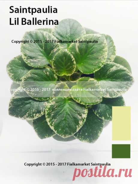 Lil Ballerina (P.Sorano/LLG) 4/09/2012 (10536)
Single white sticktite bell/lavender-blue patches. Variegated medium green and ivory, heart-shaped. Miniature.
Простые белые колокольчики с лепестками, украшенными лавандово-синими заплатками. Сердцевидная маленькая средне-зеленая листва с окаймляющей пестролистностью цвета слоновой кости. 
Розетка: Мини.
