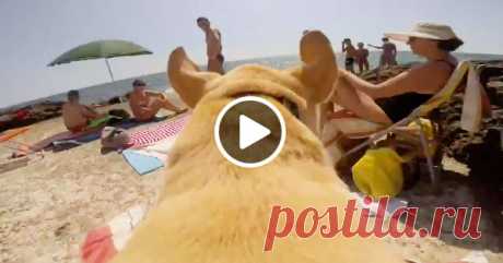 Собака, которая ОЧЕНЬ любит море 🌊 ☀ 🌴 🐶 В первый день на море я выгляжу так же :)