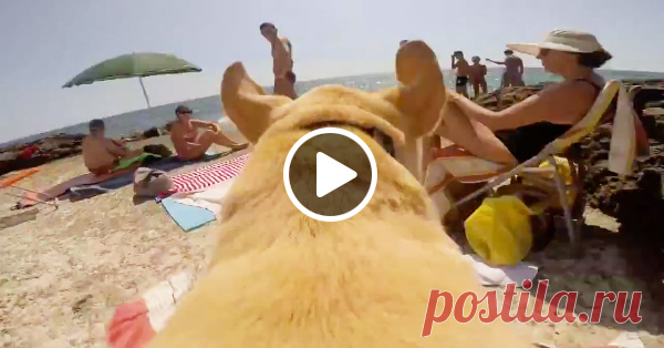 Собака, которая ОЧЕНЬ любит море 🌊 ☀ 🌴 🐶 В первый день на море я выгляжу так же :)