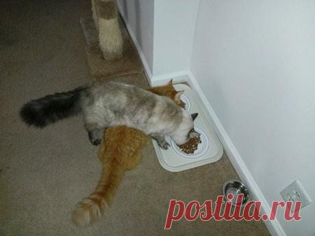 У котов своя логика