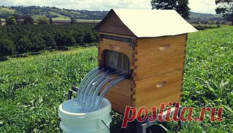 Бизнес-идея: Ульи для автоматического сбора мёда / Восприятие бизнеса