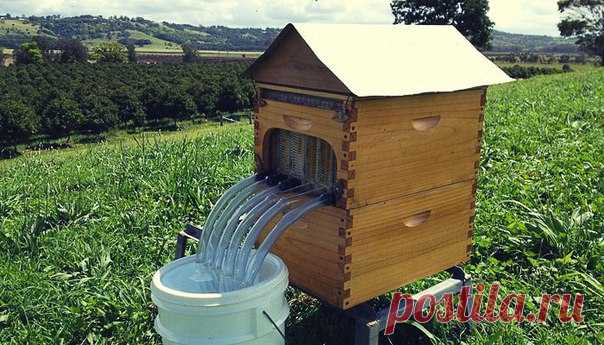 Бизнес-идея: Ульи для автоматического сбора мёда / Восприятие бизнеса