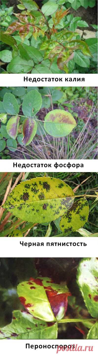 Болезни роз | Наш дом