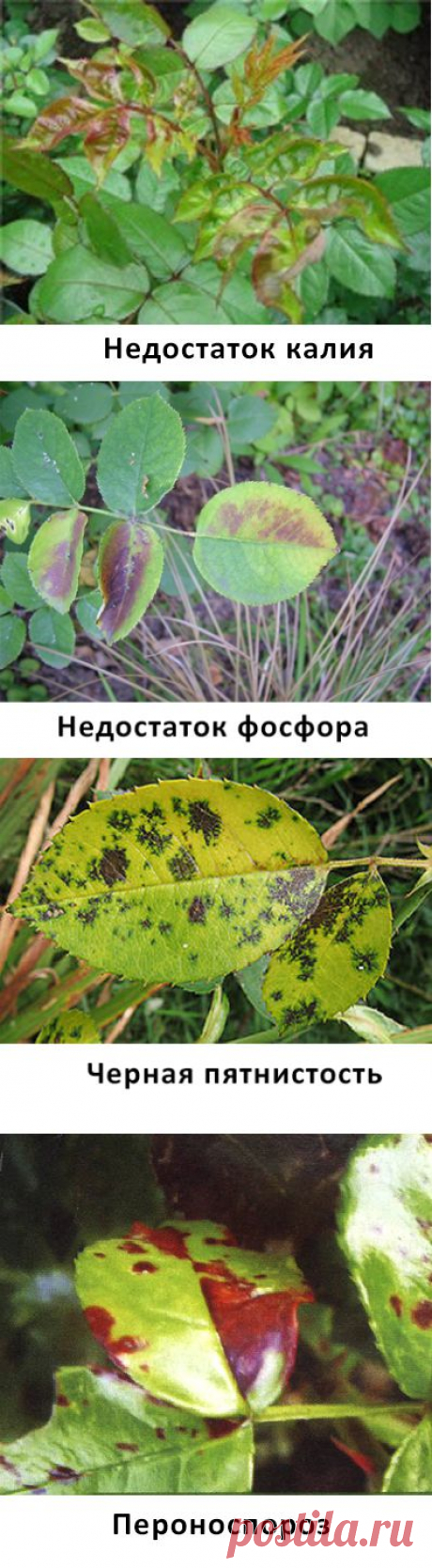 Болезни роз | Наш дом