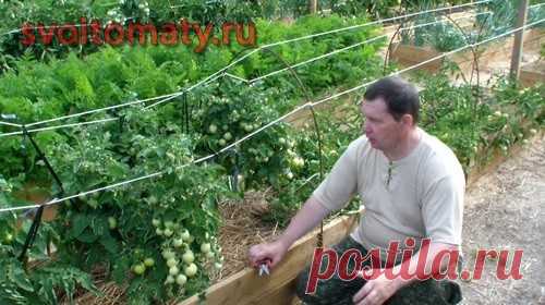 Нормирование количества плодов томатов открытого грунта с целью дружной отдачи урожая | Все про помидоры (томаты) - видео, фото, отзовы