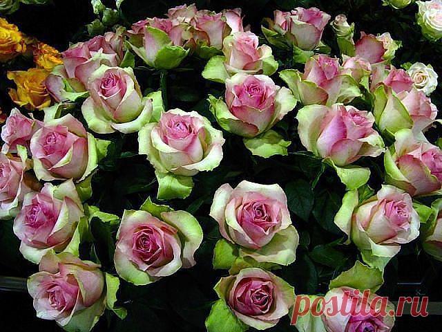 Красивые Цветы  Для Тебя