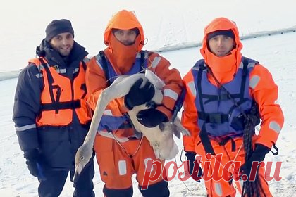В Челябинской области спасли двух застрявших в замерзшем озере лебедей. В Челябинской области спасли двух лебедей, застрявших на покрывшемся льдом озере. Жители поселка Мичуринский следили за неулетевшими птицами несколько дней, однако опасались подходить к ним из-за тонкого льда. Тогда они вызвали спасателей Локомотивного отряда, которые вызволили особей.