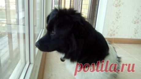 Девушка заметила шевеление под кузовом своего авто. Там сидела испуганная собака…