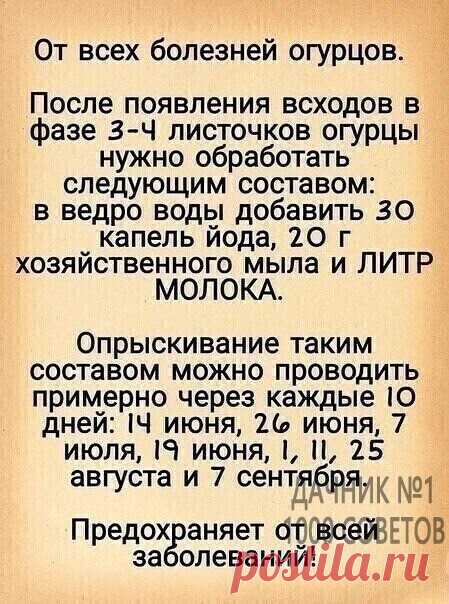 ДаЧнИк №1 - 1000 Советов