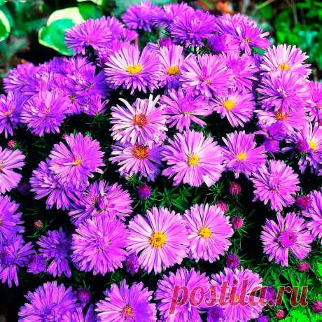 Многолетний садовый цветок Астра (Aster). Травянистый многолетник или полукустарник с прямостоячими стеблями высотой от 30 см до 2 м. Цветки похожи на мелкие ромашки, от 2 до 8 см в диаметре, окраска - всевозможных оттенков от белого до фиолетового и карминно-красного. По срокам цветения делятся на ранние (коней мая - июнь), летние (июль - август) и поздние (конец августа - сентябрь).