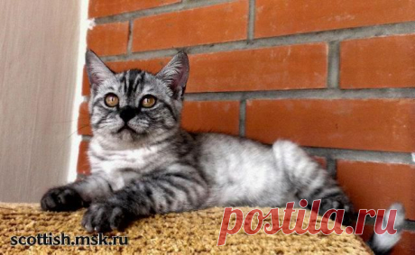 Вислоухие кошки. Шотландские вислоухие котята - продажа в Москве. У нас можно купить котенка скоттиш страйт и вислоухого котенка скоттиш фолд. Котята вислоухие - цена договорная. Британскую вислоухую купить недорого.