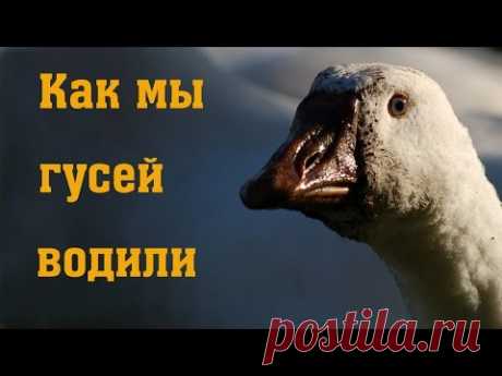 Как мы гусей водили // Разведение гусей