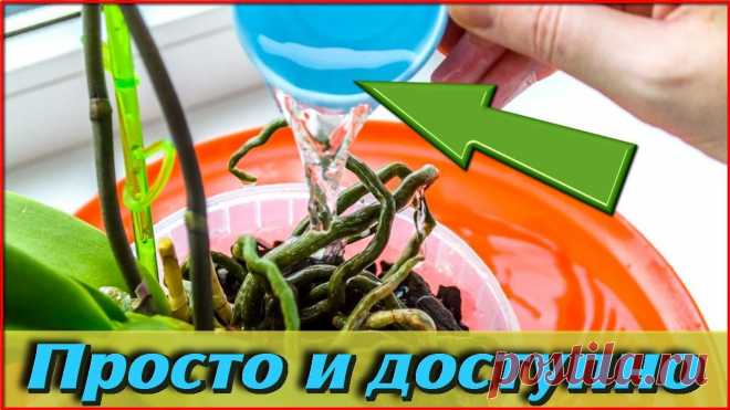 Спасибо соседке за эту простейшую ХИТРОСТЬ После такого ОПРЫСКИВАНИЯ комнатные ЦВЕТЫ растут в 2 раза быстрее