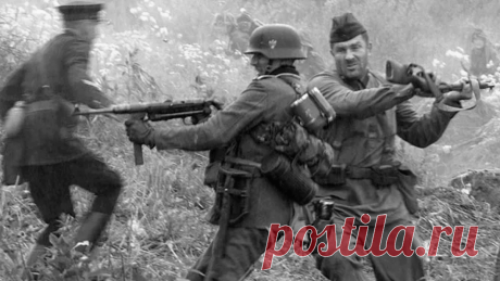 Гром на мягких лапах. Последний бой пограничных собак майора Филиппова | ВОЕНВЕД | Яндекс Дзен