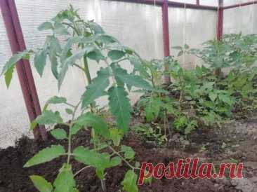 Зачем окунать корни помидоров в кефир перед высадкой: секрет невероятной приживаемости. На первый взгляд это выглядит странно, ведь кефир — продукт для стола, а не для грядки.