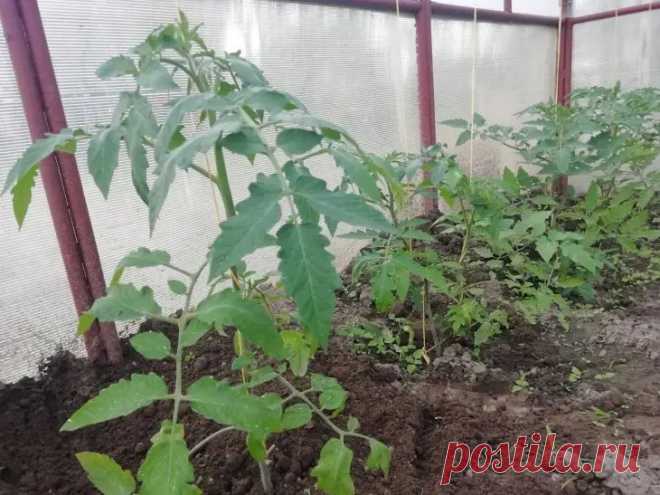 Зачем окунать корни помидоров в кефир перед высадкой: секрет невероятной приживаемости. На первый взгляд это выглядит странно, ведь кефир — продукт для стола, а не для грядки.