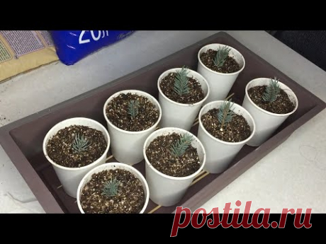 Размножение голубой ели черенками. Черенкование голубой ели.